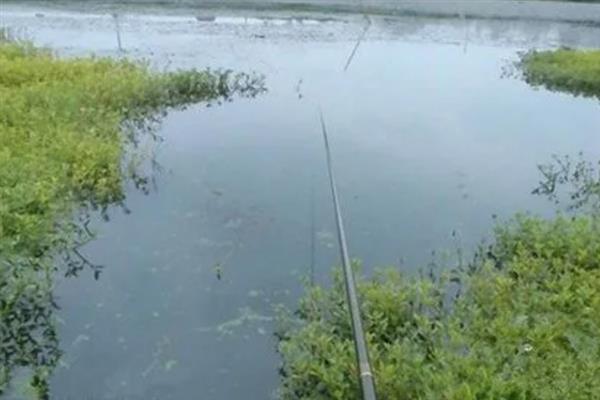 初夏适合在什么位置钓鱼，水草区、铧尖、河汊口等地方是不错的选择