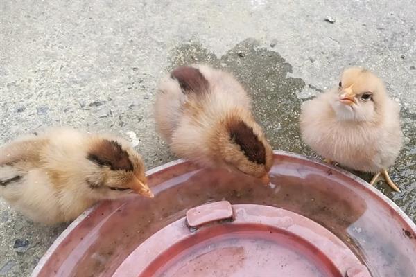 用醋喂鸡的间隔，每隔10天左右喂一次