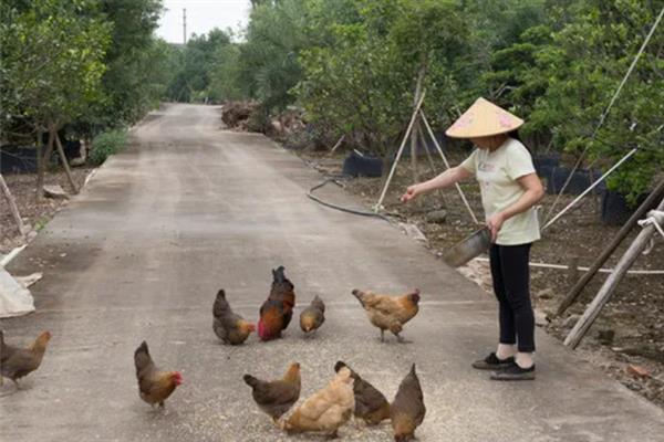 用醋喂鸡的间隔，每隔10天左右喂一次