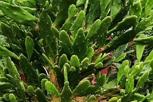 千手观音仙人掌叶片发紫的原因,主要原因就是缺水