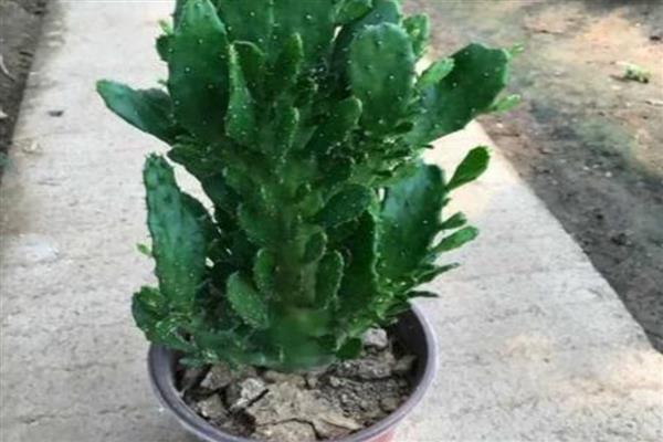 千手观音仙人掌叶片发紫的原因,主要原因就是缺水