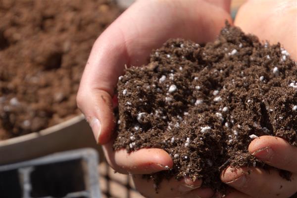 千手观音仙人掌叶片发紫的原因,主要原因就是缺水
