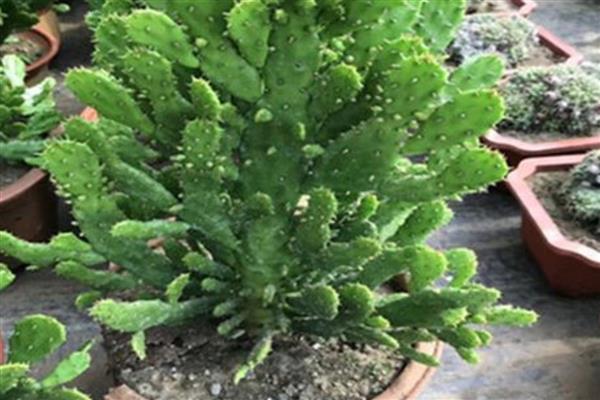 千手观音仙人掌叶片发紫的原因,主要原因就是缺水