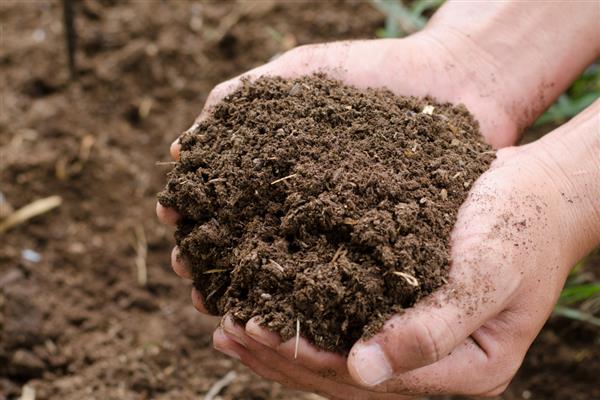 千手观音仙人掌叶片发紫的原因,主要原因就是缺水