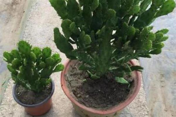 千手观音仙人掌叶片发紫的原因,主要原因就是缺水