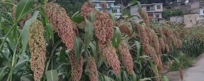 高粱紫斑病有什么症状，叶片发病会出现紫红色的病斑
