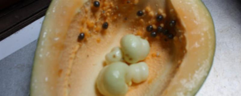 木瓜里面的白色是什么东西，是还未成型的小木瓜