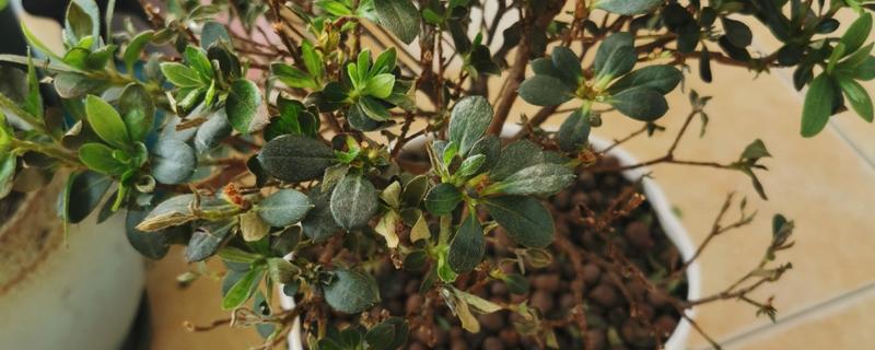 杜鹃花干叶子如何补救，需及时补充水分