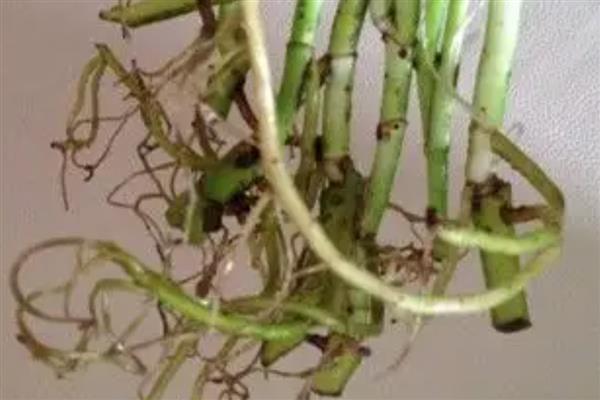 水培绿萝改土培的方法，修剪根系晾干植株再栽入土壤中