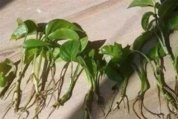 水培绿萝改土培的方法，修剪根系晾干植株再栽入土壤中