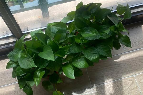 水培绿萝改土培的方法，修剪根系晾干植株再栽入土壤中