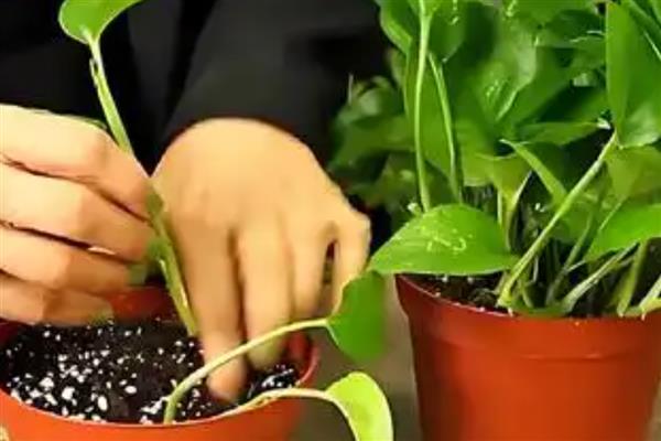 水培绿萝改土培的方法，修剪根系晾干植株再栽入土壤中