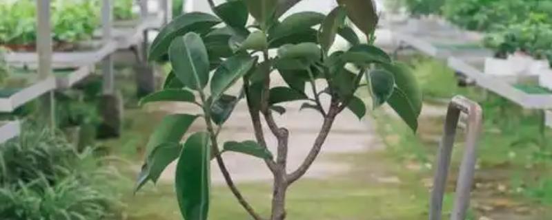 橡皮树有没有毒，白浆是具有毒性的