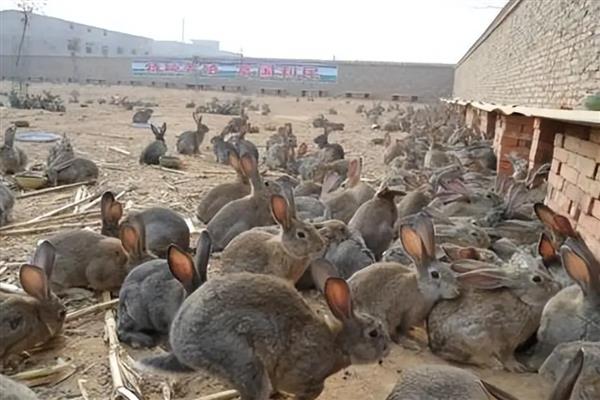 散养100只野兔的成本，总资金需要3万元左右