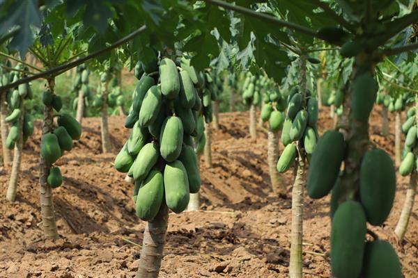 木瓜里面的白色是什么东西，是还未成型的小木瓜