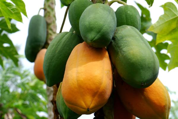 木瓜里面的白色是什么东西，是还未成型的小木瓜