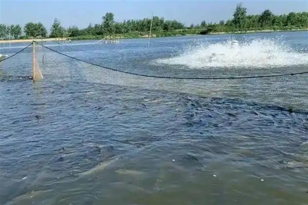 鲫鱼怎么养殖，根据水温决定喂食次数