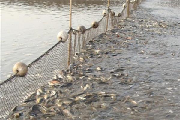 鲫鱼怎么养殖，根据水温决定喂食次数