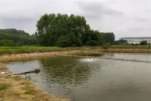 鲫鱼怎么养殖，根据水温决定喂食次数