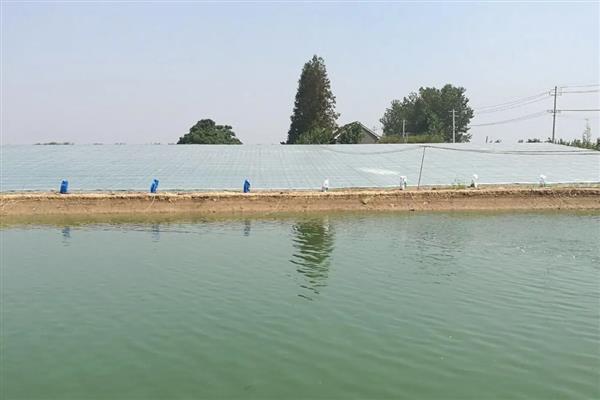 鲫鱼怎么养殖，根据水温决定喂食次数