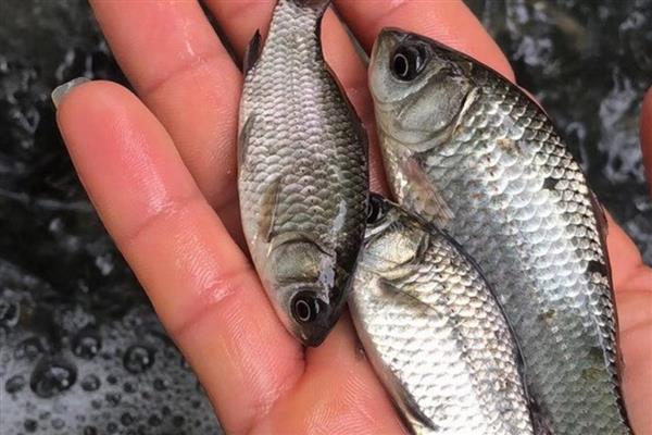 鲫鱼怎么养殖，根据水温决定喂食次数