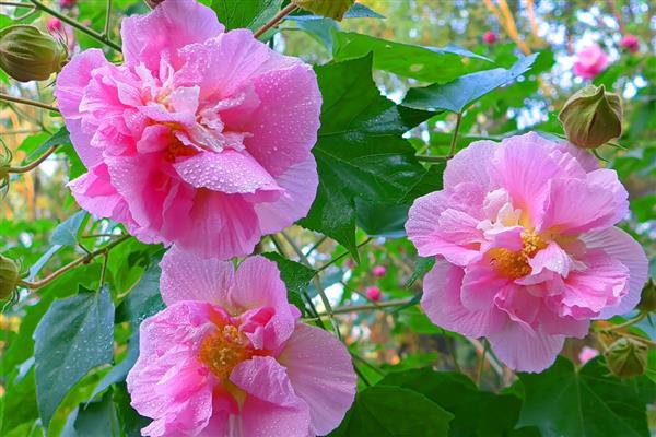 木芙蓉的开花时间，花期可从8月份持续到10月份