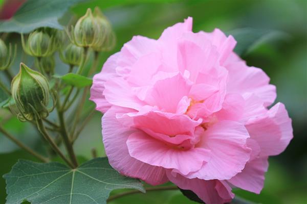 木芙蓉的开花时间，花期可从8月份持续到10月份
