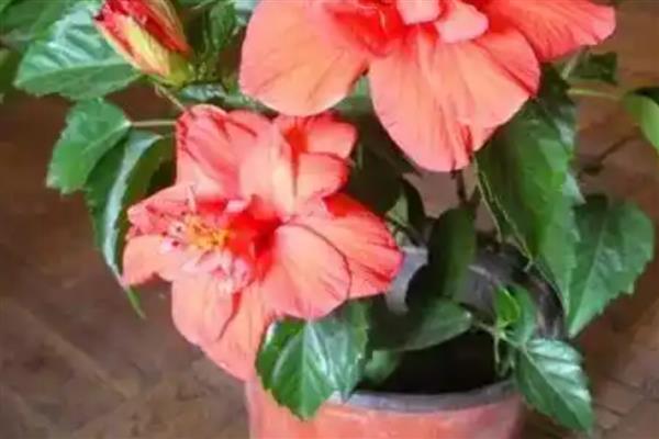 木芙蓉的开花时间，花期可从8月份持续到10月份