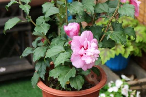 木芙蓉的开花时间，花期可从8月份持续到10月份