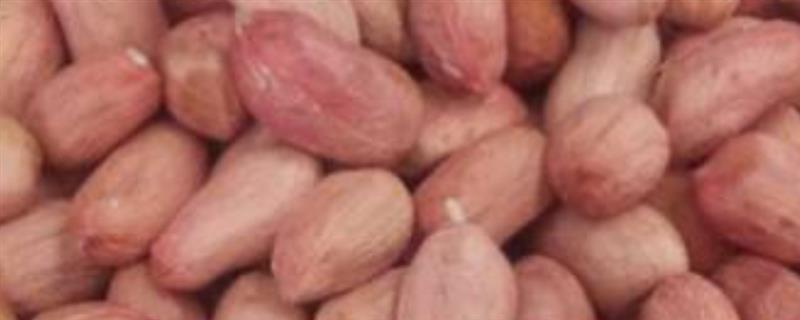 鲁花8号的简介，属于早熟品种