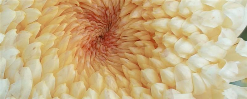 按照菊花的花瓣类型可分为几种，主要分为平瓣类、匙瓣类、管瓣类