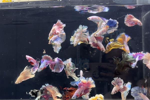 斗鱼尾巴烂的治疗方法，需要给斗鱼换水