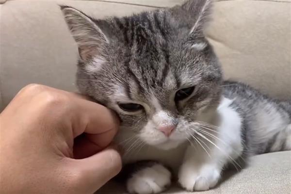 猫咪的肢体语言有什么含义，尾巴缓慢且有规律的摆动是代表放松
