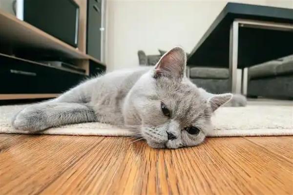 猫咪的肢体语言有什么含义，尾巴缓慢且有规律的摆动是代表放松