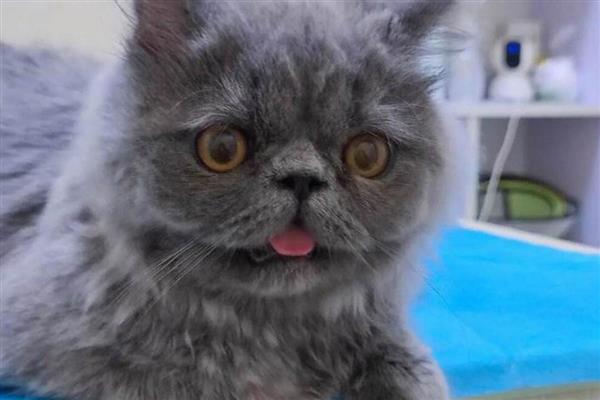 猫咪的肢体语言有什么含义，尾巴缓慢且有规律的摆动是代表放松