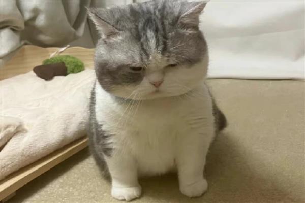 猫咪的肢体语言有什么含义，尾巴缓慢且有规律的摆动是代表放松