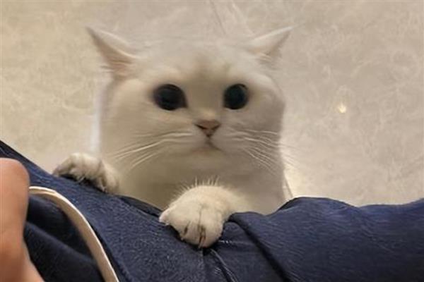 猫咪的肢体语言有什么含义，尾巴缓慢且有规律的摆动是代表放松