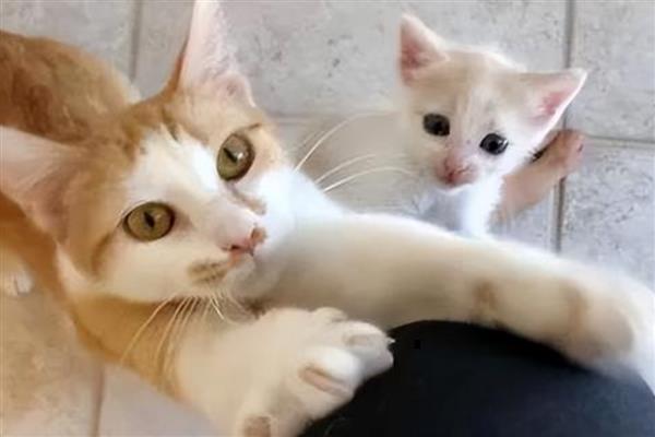 猫咪的肢体语言有什么含义，尾巴缓慢且有规律的摆动是代表放松