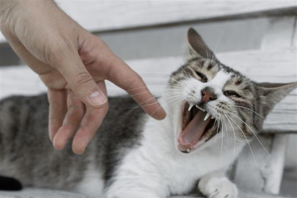 猫咪的肢体语言有什么含义，尾巴缓慢且有规律的摆动是代表放松