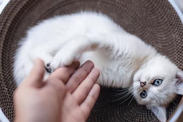 猫咪的肢体语言有什么含义，尾巴缓慢且有规律的摆动是代表放松