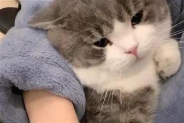 猫咪的肢体语言有什么含义，尾巴缓慢且有规律的摆动是代表放松