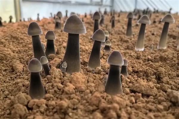 鸡纵菌可以种植吗，先养殖白蚁才能栽培