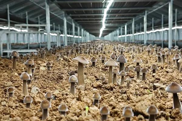 鸡纵菌可以种植吗，先养殖白蚁才能栽培