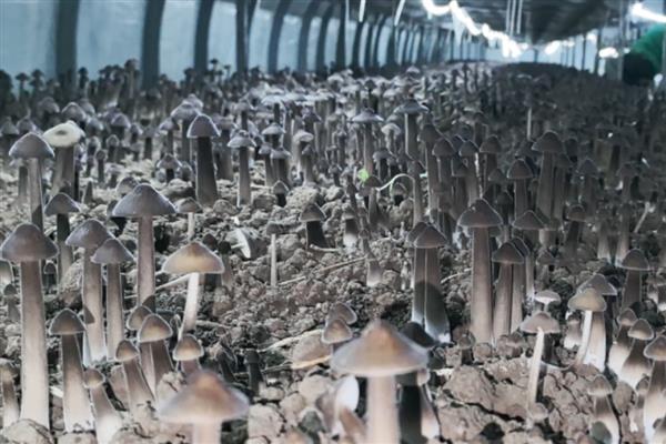 鸡纵菌可以种植吗，先养殖白蚁才能栽培