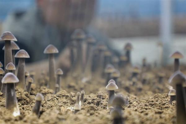 鸡纵菌可以种植吗，先养殖白蚁才能栽培