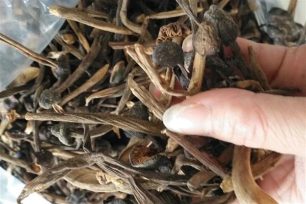 鸡纵菌可以种植吗，先养殖白蚁才能栽培