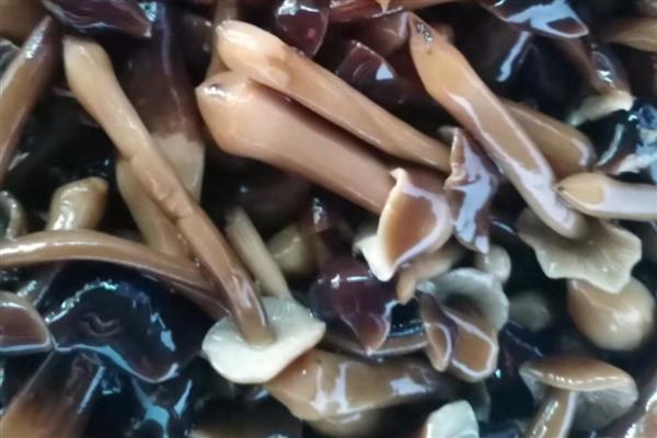 鸡纵菌可以种植吗，先养殖白蚁才能栽培