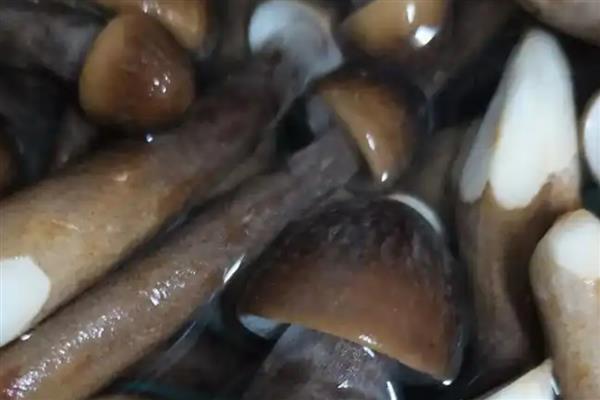 鸡纵菌可以种植吗，先养殖白蚁才能栽培