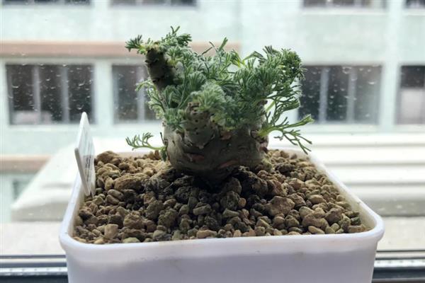 如何养护白皮月界，让幼苗在清晨和早晨接受光照