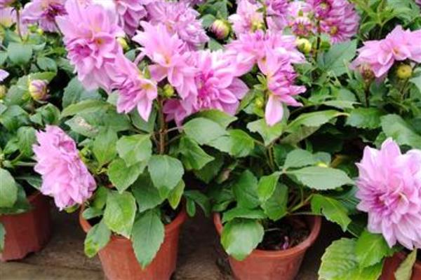 勺药花开过花后叶子有白灰的原因，可能是蚧壳虫所致